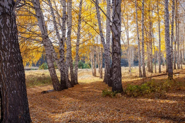 Őszi Erdőben Elszórt Lehullott Levelekkel Háttérfény Napfény — Stock Fotó