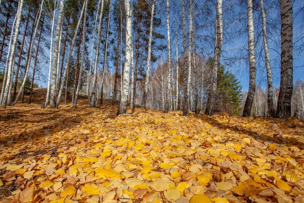 Birch Grove Final Outono Chão Está Repleto Folhas Amarelas Caídas — Fotografia de Stock