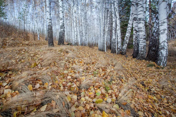 Birch Grove Késő Ősszel Sárga Lehullott Levelek Borítják Földet — Stock Fotó