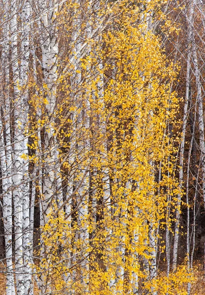 Filas Troncos Abedul Blanco Con Follaje Otoño Amarillo Escaso — Foto de Stock