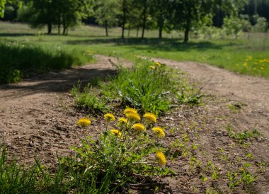Karahindibalar orman yolunda yetişir.