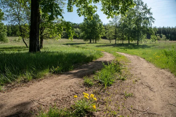 Karahindibalar orman yolunda yetişir.