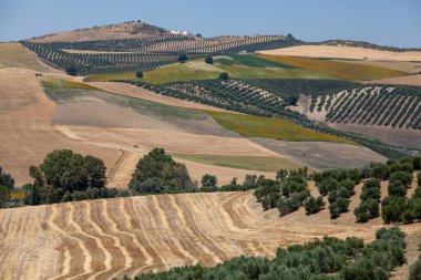 Tarımsal tarlalar çeşitli ekinler, tepeden tepe üzerinde zeytin bahçeleri.