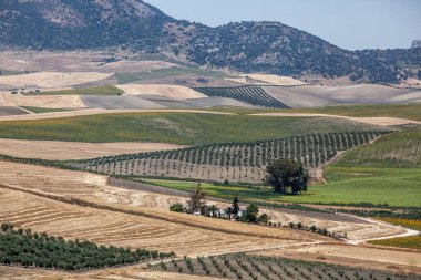 Tepe noktasından itibaren farklı ekinlere sahip tarım arazileri. Uzakta, sisin içinde dağlar. Tarlalar arasında nadir evler.