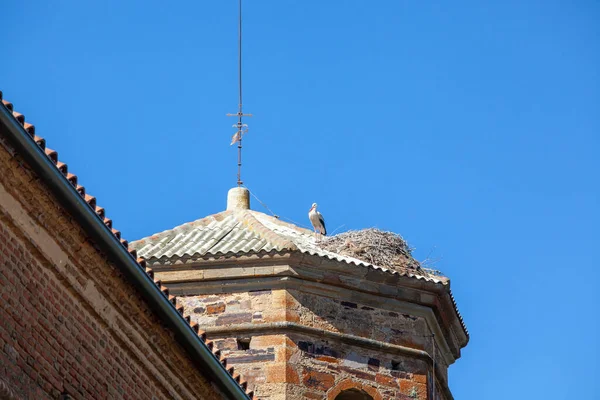 Aninhando Cegonhas Européias Uma Torre Catedral Com Bela Luz Solar Fotografia De Stock
