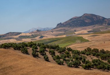 İspanya 'da, dağların vadisine ve tepelere dağılmış zeytin bahçeleri..