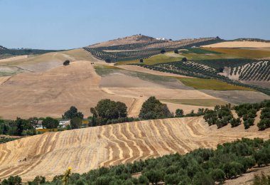 İspanya 'da tepelere saçılmış zeytin bahçeleri.