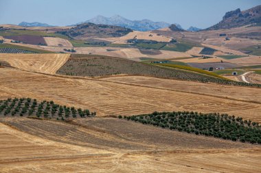 İspanya 'da, dağların vadisine ve tepelere dağılmış zeytin bahçeleri..