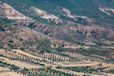 İspanya 'da, dağların vadisine ve tepelere dağılmış zeytin bahçeleri..