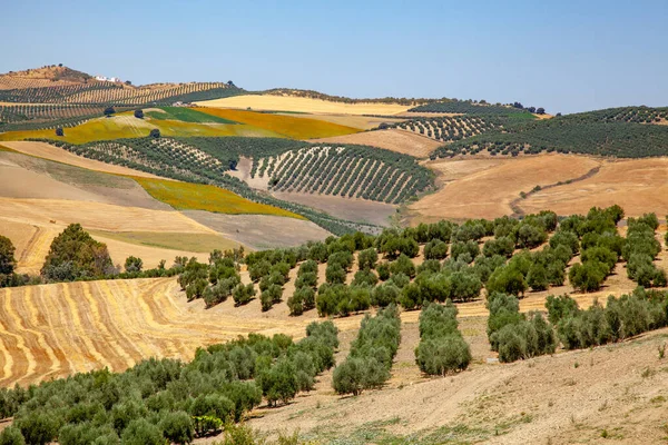 Оливкові Сади Іспанії Розкидані Горах Стокове Зображення