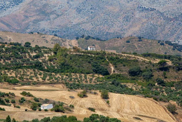 Оливкові Сади Іспанії Розкидані Долині Гір Пагорбів Стокове Зображення