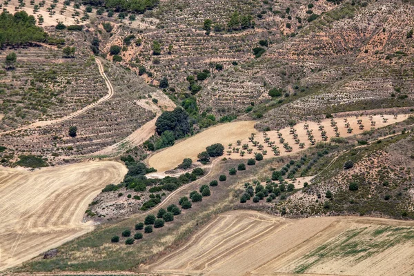 산골짜기 흩어져 스페인의 올리브 과수원 스톡 사진