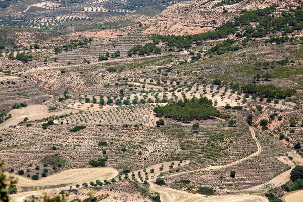 산골짜기 흩어져 스페인의 올리브 과수원 로열티 프리 스톡 이미지