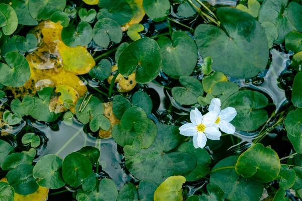 Schöne Weiße Seerosen Voller Blüte — Stockfoto