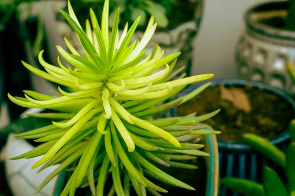 Primo Piano Della Pianta Succulenta Del Cactus Succulente Cactus Giardino — Foto Stock