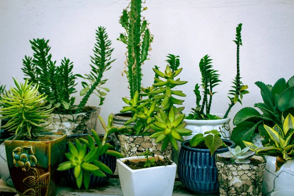 Vista Diverse Piante Succulente Cactus Succulente Cactus Giardino — Foto Stock