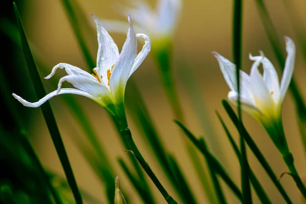 Bella Vista Fiori Giglio Bianco Giardino Focus Selettivo — Foto Stock