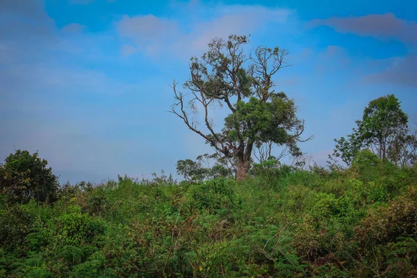 Piękny Widok Obszar Leśny Wzdłuż Shevaroy Hills Yercaud Indie — Zdjęcie stockowe