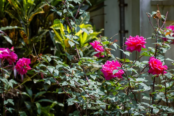 정원에 아름다운 분홍빛 장미의 — 스톡 사진