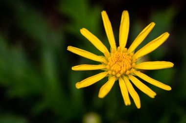 Jacobaea vulgaris adlı sıradan bir yabani çiçek manzarası. Aynı zamanda ragwort, ragwort, kokuşmuş pipi olarak da bilinir. Seçici odak
