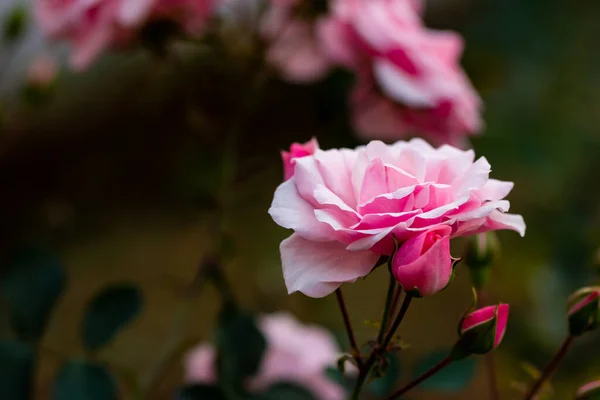 분홍색 꽃잎의 아름다운 선택적 — 스톡 사진