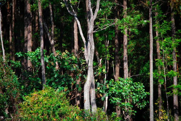 Vista Panorâmica Das Árvores Que Fornecem Sombra Para Plantações Café — Fotografia de Stock