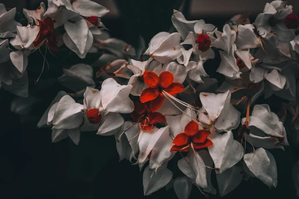 Veduta Della Pianta Bianca Della Vite Sanguinante Clerodendrum Thomsoniae Focus — Foto Stock