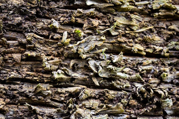 Vista Textura Casca Árvore Fundo Utilização Para Conceito Natureza — Fotografia de Stock