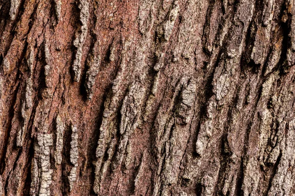 Vista Textura Casca Árvore Fundo Utilização Para Conceito Natureza — Fotografia de Stock