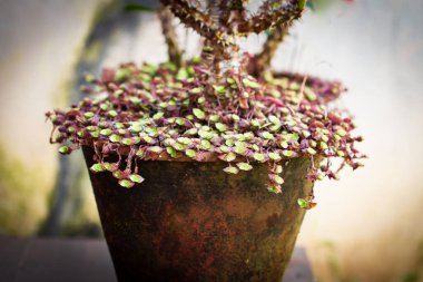 Euphorbia milii, diken tacı olarak da bilinen dikenli bir bitki..