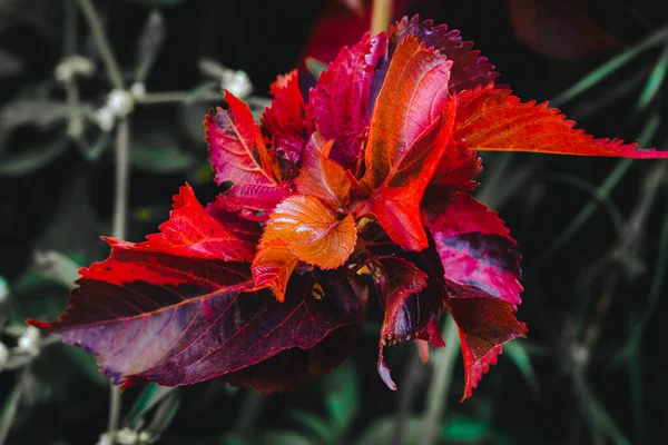 Macro Vista Coleus Rosso Rustico Belle Foglie Rosse Con Sfondo — Foto Stock