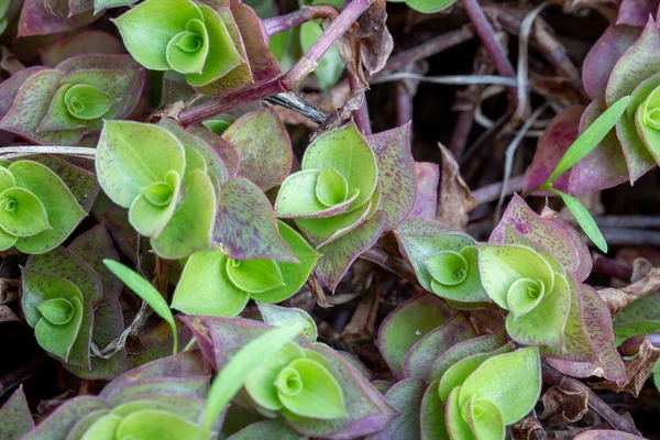 Euphorbia Milii Una Pianta Spinosa Conosciuta Anche Come Corona Spine — Foto Stock