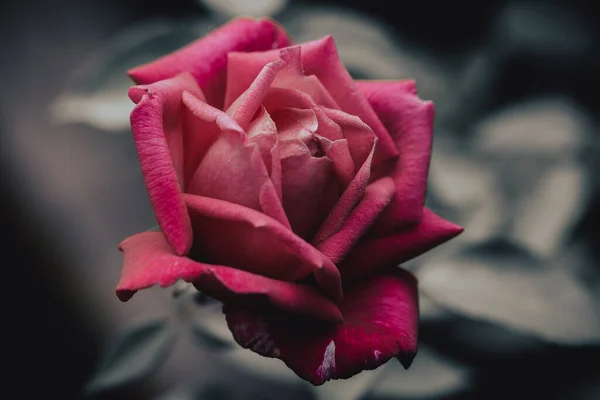 Macro Vista Dei Petali Fiore Rosa Rosa Focus Selettivo Sui — Foto Stock