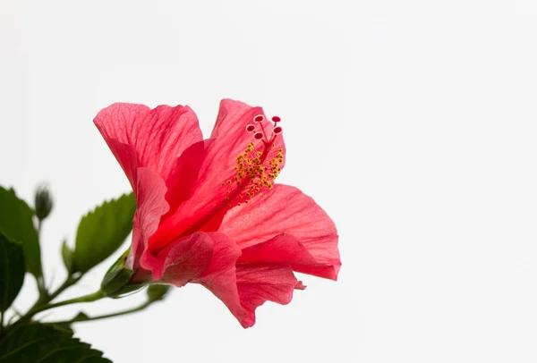 Bela Flor Lírio Rosa Conhecida Como Zephyranthes Rosea Jardim — Fotografia de Stock