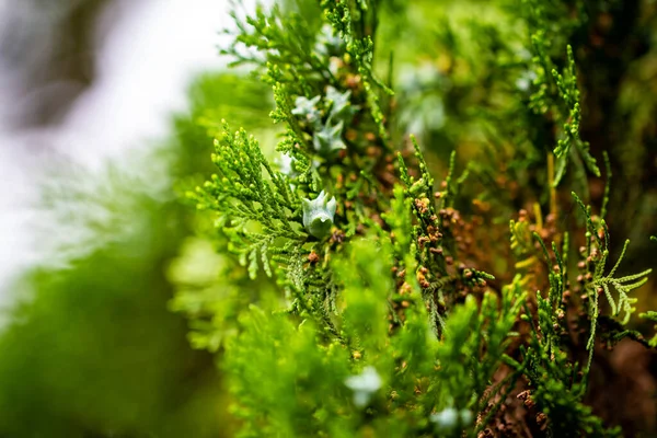 Vista Vicino Foglie Con Frutti Cipresso Cipresso Fiori Con Coni — Foto Stock