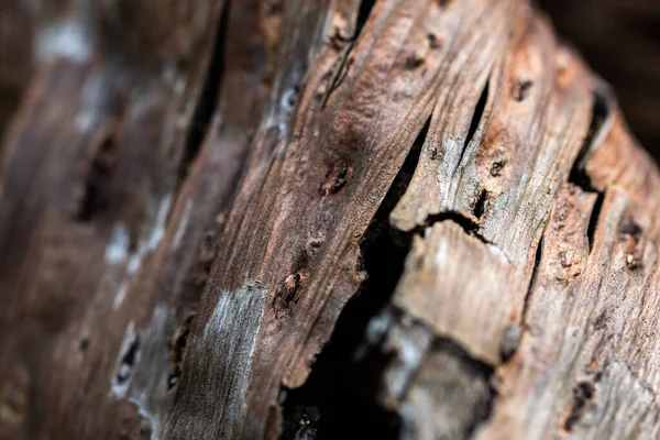 Skin Tree Peeling View Tree Bark Texture Background Use Nature — стоковое фото