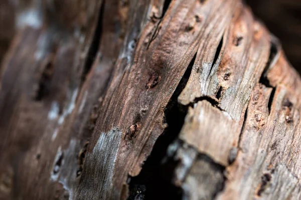 Kůže Stromu Odlupovala Pohled Strukturu Kůry Stromů Pozadí Použít Pro — Stock fotografie