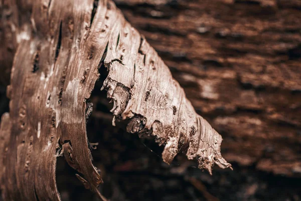 Skin Tree Peeling View Tree Bark Texture Background Use Nature — Foto Stock