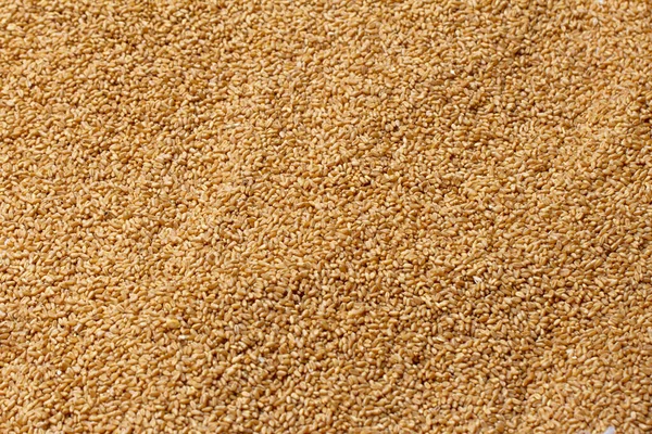 Top View Wheat Which Cereal Grain Worldwide Staple Food Wheat — Stockfoto