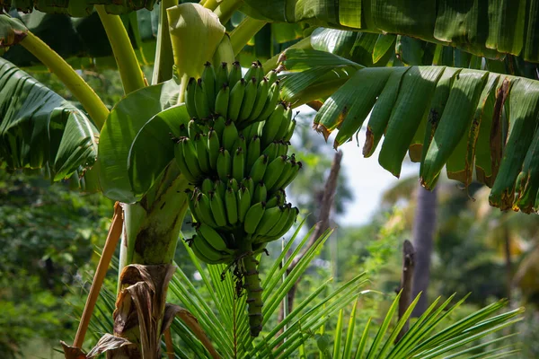 View Banana Fruit Growth Clusters Single Stalk — 스톡 사진