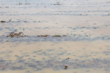 Çiftlik arazisi sulandı ve çeltik ekimi için hazır. Tarım alanı bir sonraki mahsüle hazırlanıyor..