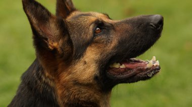 yeşil zemin üzerine siyah ve kahverengi köpek