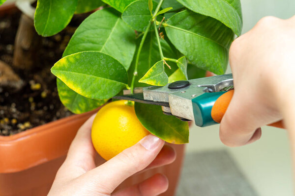 Harvesting fresh tasty lemons from potted citrus plant. Close-up of the females hands who harvest the indoor growing lemons with hand pruners. Ripe yellow lemon Volcameriana fruits and green leaves