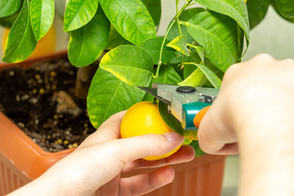 Harvesting fresh tasty lemons from potted citrus plant. Close-up of the females hands who harvest the indoor growing lemons with hand pruners. Ripe yellow lemon Volcameriana fruits and green leaves