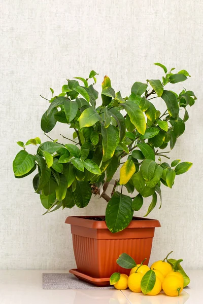 Doniczkowa Roślina Cytrusowa Dojrzałymi Owocami Żółto Pomarańczowymi Zbliżenie Wnętrza Rosnącej — Zdjęcie stockowe