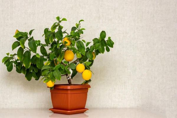 Krukväxter Med Mogen Gul Orange Frukt Bordet Inomhus Växande Volkamer — Stockfoto