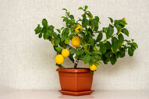Agrumi Vaso Con Frutti Giallo Arancio Maturi Sul Tavolo Limone — Foto Stock
