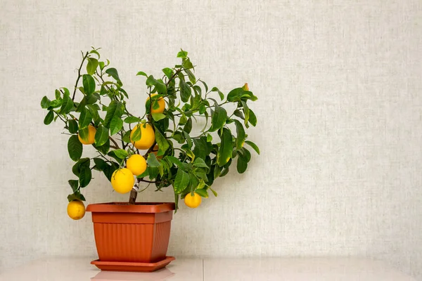 Planta Cítrica Vaso Com Frutos Maduros Amarelo Alaranjados Sobre Mesa — Fotografia de Stock