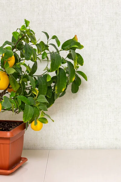 Doniczkowa Roślina Cytrusowa Dojrzałymi Żółto Pomarańczowymi Owocami Stole Wewnątrz Rośnie — Zdjęcie stockowe