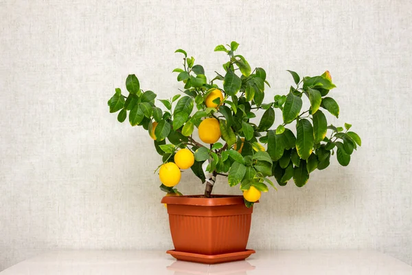Doniczkowa Roślina Cytrusowa Dojrzałymi Żółto Pomarańczowymi Owocami Stole Wewnątrz Rośnie — Zdjęcie stockowe